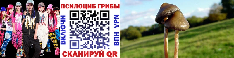 закладка  Новоалтайск  Псилоцибиновые грибы мицелий 